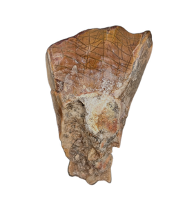 Large Partially Rooted Ouranosaurus Tooth