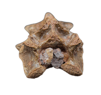 Theropod Dinosaur Vertebra Process, Kem Kem