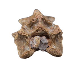 Theropod Dinosaur Vertebra Process, Kem Kem