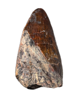 Phytosaur Dentary Tooth, Chinle Formation