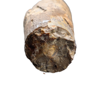 Diplodocus Tooth
