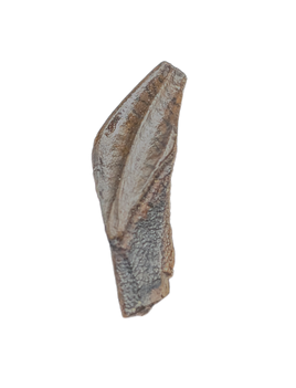 Rooted Edmontosaurus Tooth