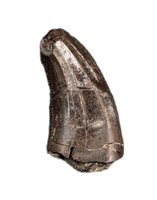Large Acheroraptor Tooth from the Hell Creek Formation