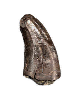 Large Acheroraptor Tooth from the Hell Creek Formation