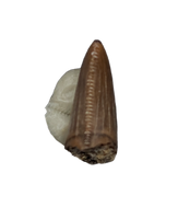 Juvenile Tyrannosaurus Rex Tooth