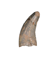 Nanotyrannus Tooth