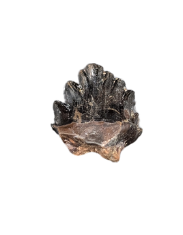 Denverasaurus Tooth, Hell Creek