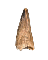 Nanotyrannus Pre Max Tooth