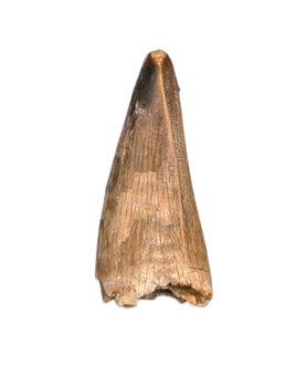 Nanotyrannus Pre Max Tooth