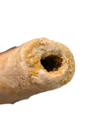 Theropod Femur, Kem Kem
