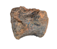 Stegosaurus Caudal Vertebrae, Morrison Formation