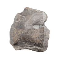 Hypacrosaurus Coracoid