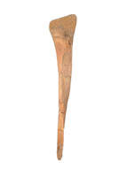 Struthiomimus Fibula