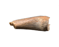 Theropod Hand Claw, Hell Creek Formation