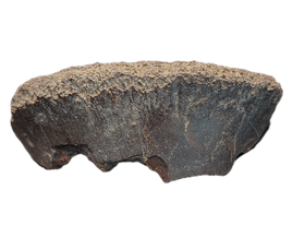 Theropod Vertebra Section, Bissekty Formation