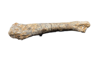Theropod Dinosaur Metacarpal, Kem Kem