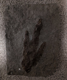 Theropod Dinosaur Track, Early Jurassic