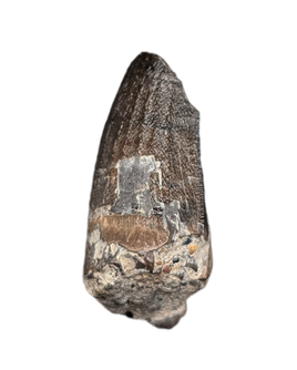 Ceratosuchus/Riparovenator (Baryonyx) Tooth, England, Early Cretaceous