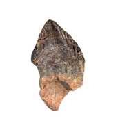 Weird Ceratopsian Tooth, Hell Creek Formation
