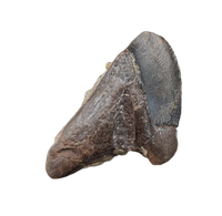 Large Unworn Triceratops Tooth