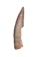 Suchomimus Tooth with Some Visible Serrations