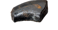 Acheroraptor Tooth from the Hell Creek Formation