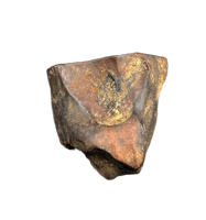 Triceratops Tooth