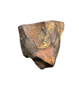 Triceratops Tooth