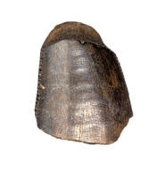 Tyrannosaurus Rex Tooth
