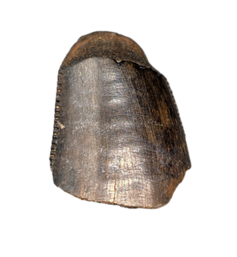 Tyrannosaurus Rex Tooth