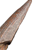 Suchomimus Tooth with Some Visible Serrations