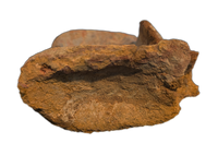 Spinosaurus Tail Vertebra