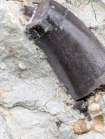 Theropod Dinosaur Tooth, El Mers Formation