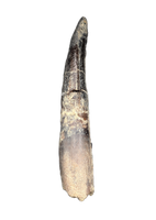Huge Rooted Diplodocidae Tooth from the Mid Jurassic, Madagascar