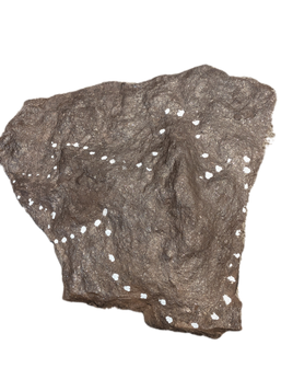 2 Theropod Dinosaur Track, Early Jurassic