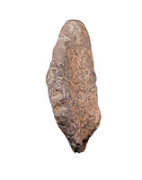 Spicomellus (Ankylosaur) Scute, El Mers Formation
