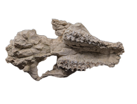 Oreodont skull, Mammal Fossil