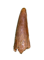 Spinosaurus Tooth