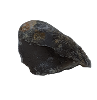 Allosaurus Tooth Tip, Morrison Formation