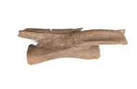 Large Ornithomimid Caudal (tail) Vertebrae