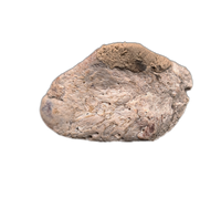 Sauropelta Armor Scute, Cloverly Formation