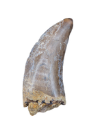Nanotyrannus Tooth,  Lance Formation