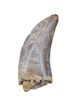 Nanotyrannus Tooth,  Lance Formation