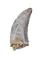 Nanotyrannus Tooth,  Lance Formation