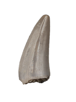 Postosuchus (Rauisuchid) Tooth, Chinle Formation