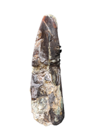 Partial Tyrannosaur Tooth, Two Medicine Formation.