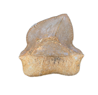 Squalicorax (Shark Tooth)