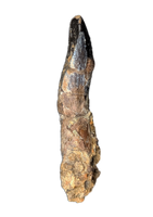 Diplodocid (Sauropod) Tooth, El Mers Formation