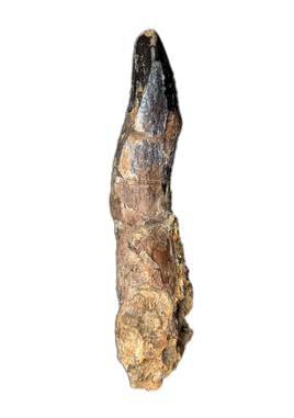 Diplodocid (Sauropod) Tooth, El Mers Formation