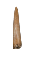 Nanotyrannus Tooth,  Hell Creek Formation